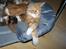 Maine Coon Gibbs (solgt)