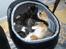 Maine Coon Gibbs (solgt)