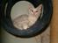 Maine Coon Lacoma