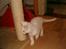 Maine Coon Lacoma
