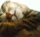 Blanding af racer Katja Kaj