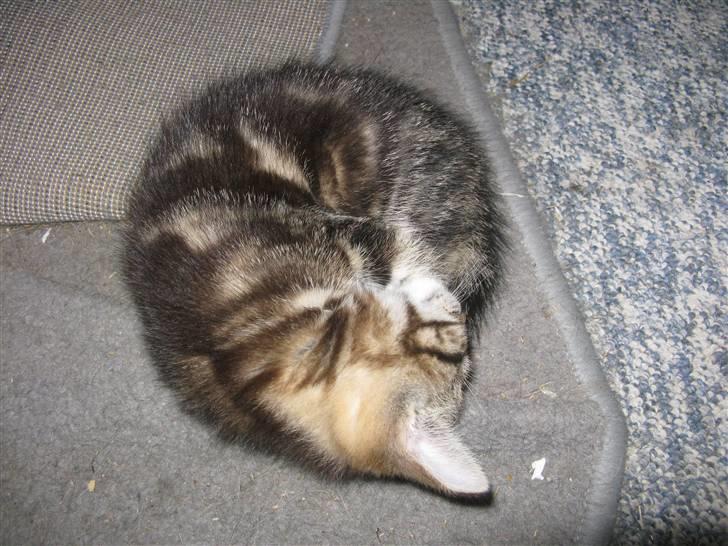 Huskat Skattepigen **I himlen**† billede 5