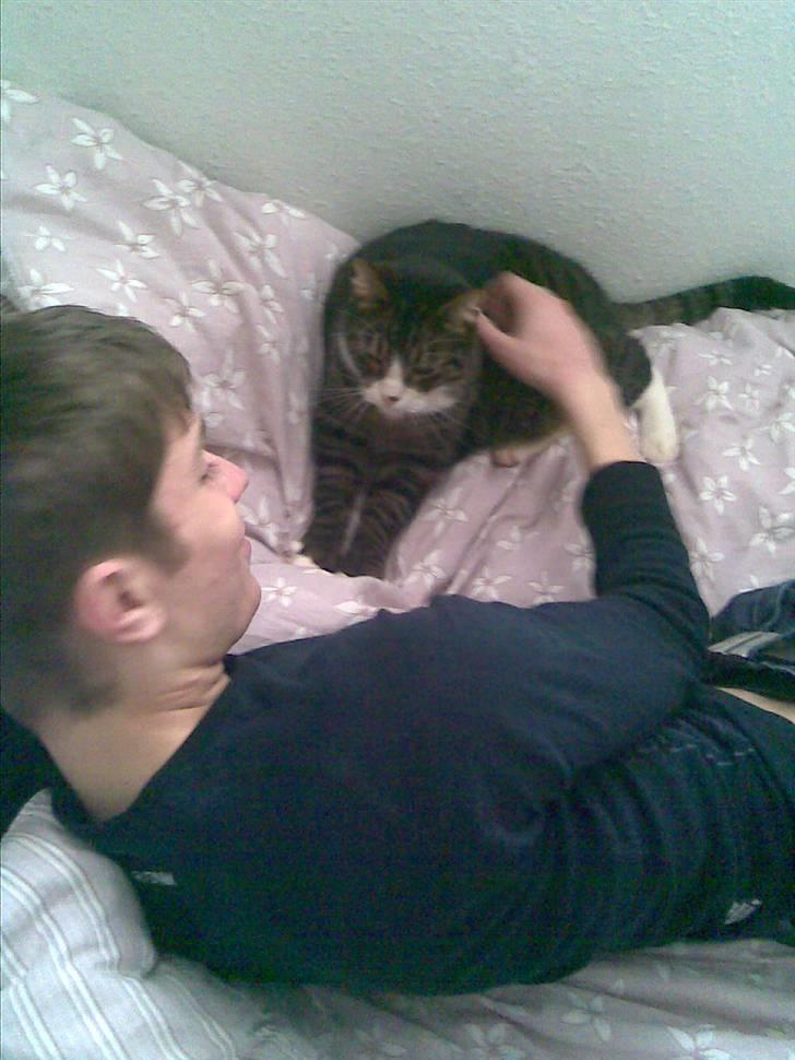 Huskat Stribe - "ååh det da bare dejligt når nogen gider kæle mig" billede 4