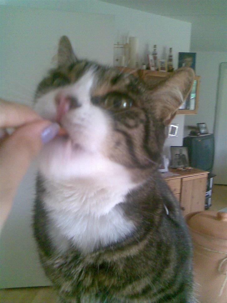 Huskat Stribe - "mmmmh godbidder" billede 5