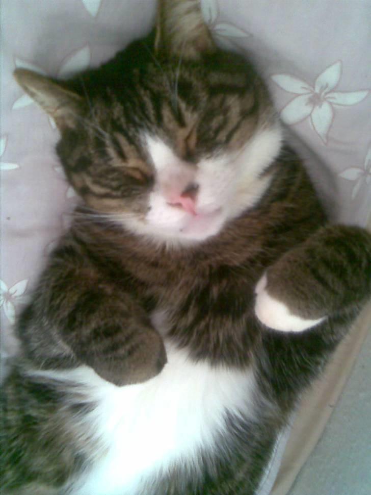 Huskat Stribe billede 6