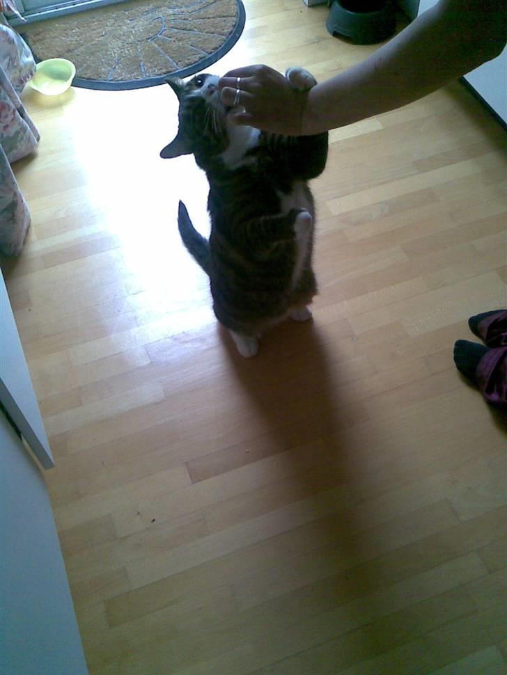 Huskat Stribe - "se hvor dygtig jeg er, jeg kan sidde på min numse" billede 7