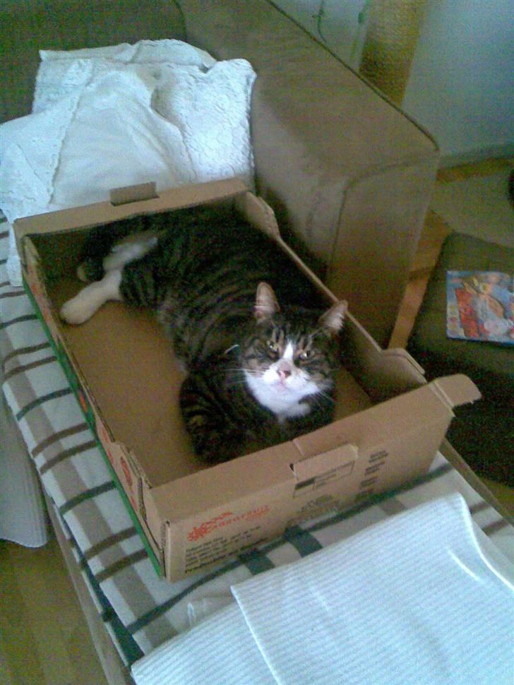 Huskat Stribe - "Papkasser er det bedste jeg ved" billede 8