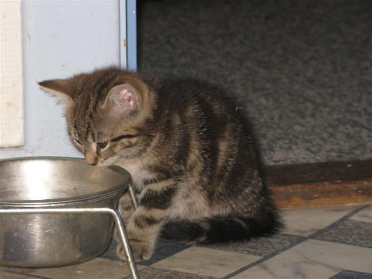 Huskat Skattepigen **I himlen**† billede 6