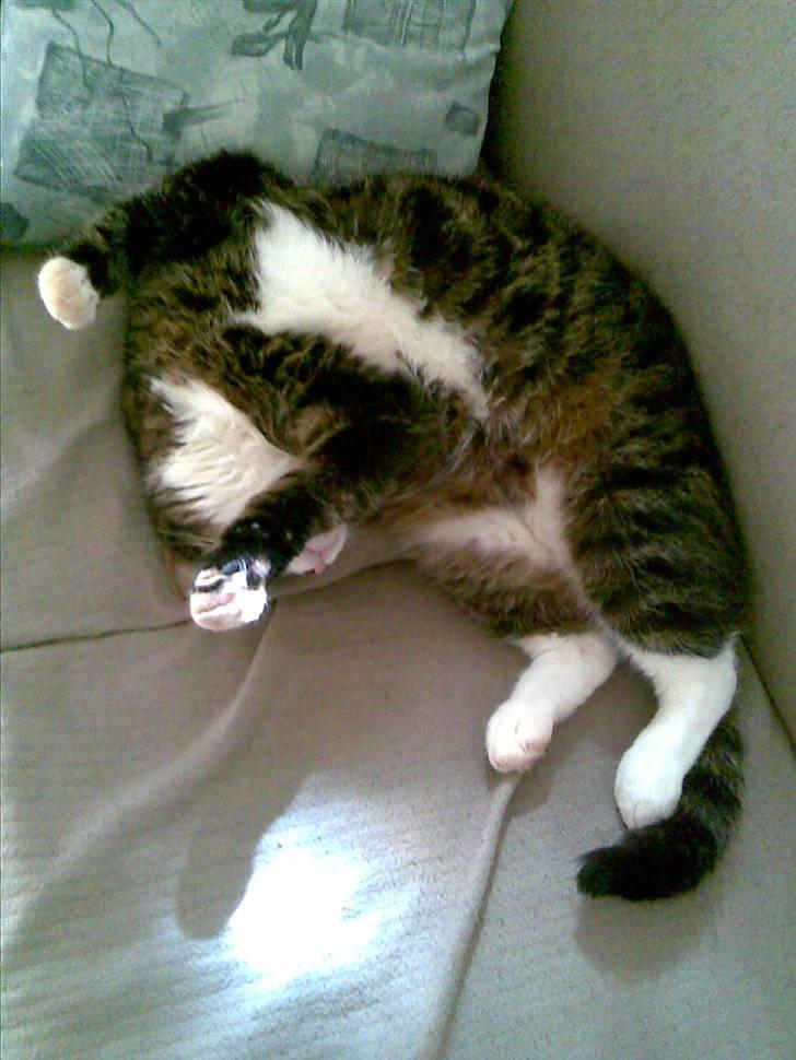 Huskat Stribe billede 9