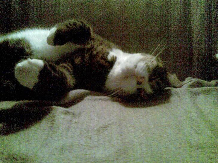 Huskat Stribe billede 10