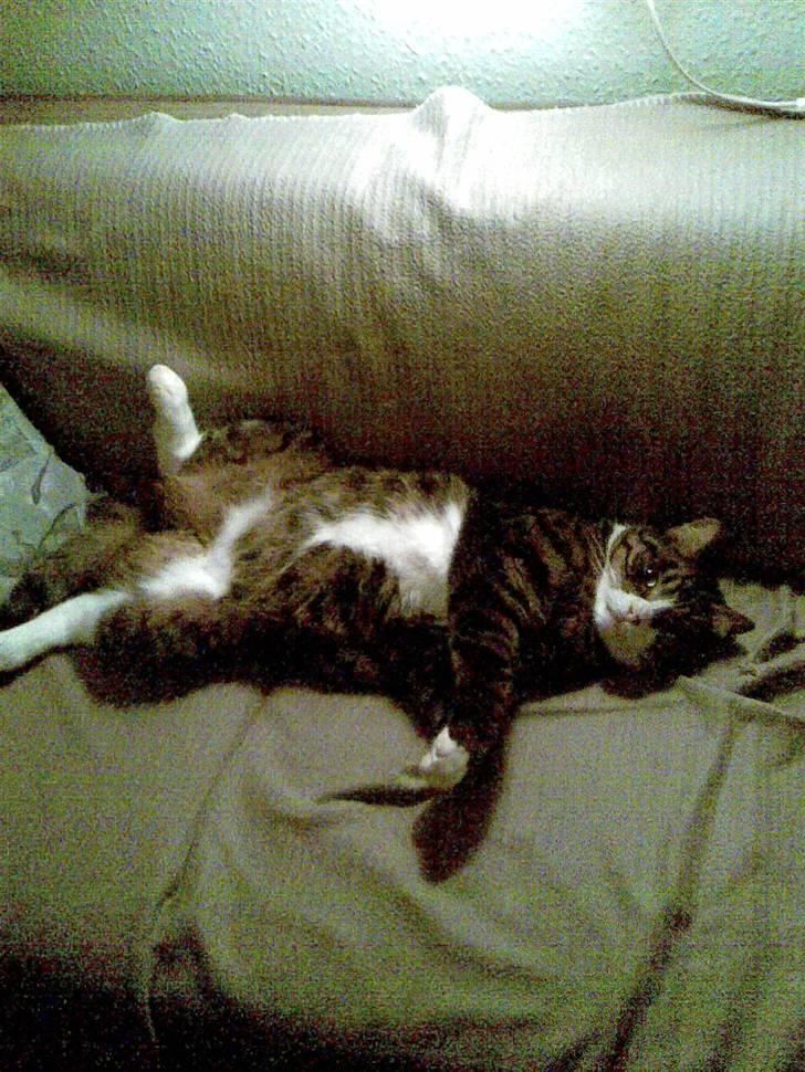 Huskat Stribe - "nej der er ikke plads til dig mor" billede 11