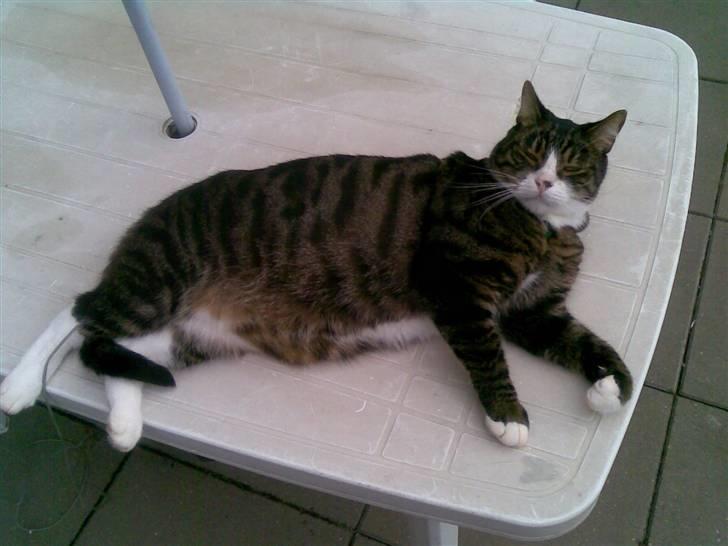 Huskat Stribe - "hvad?" billede 12