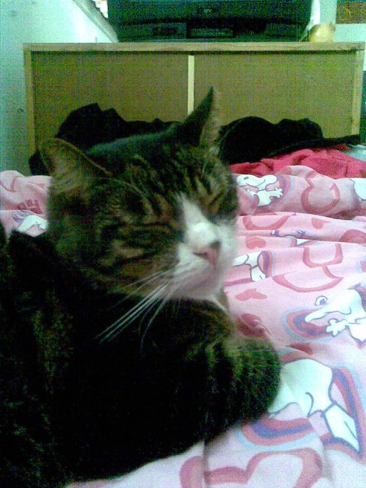 Huskat Stribe billede 13