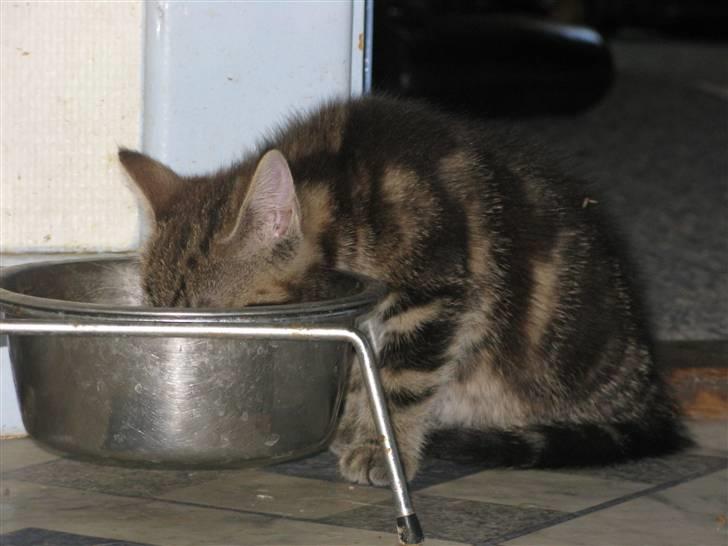 Huskat Skattepigen **I himlen**† billede 7