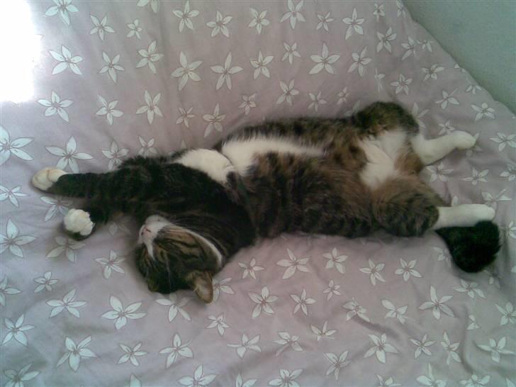 Huskat Stribe billede 14