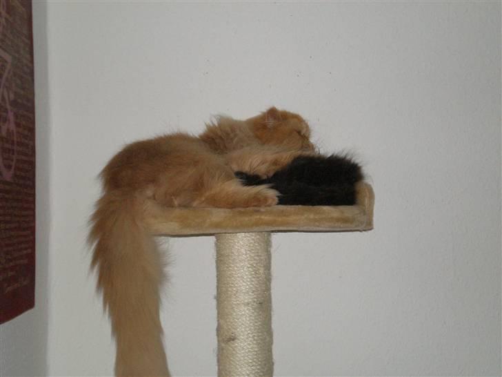 Perser Gizmoe billede 12