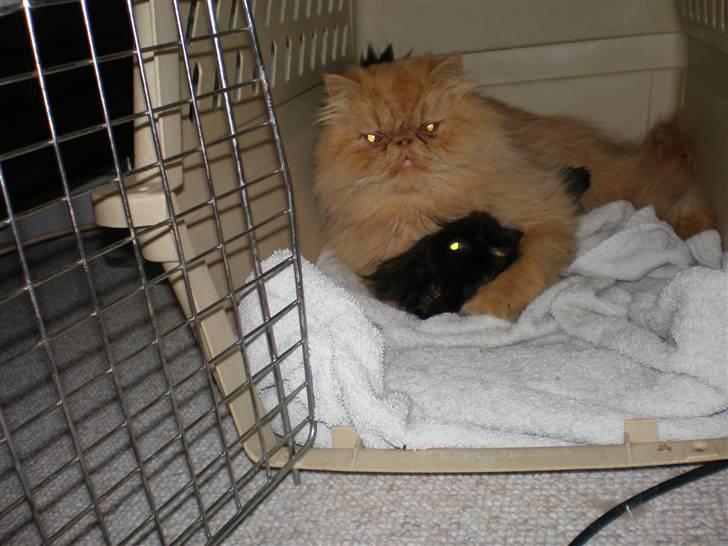 Perser Gizmoe billede 13