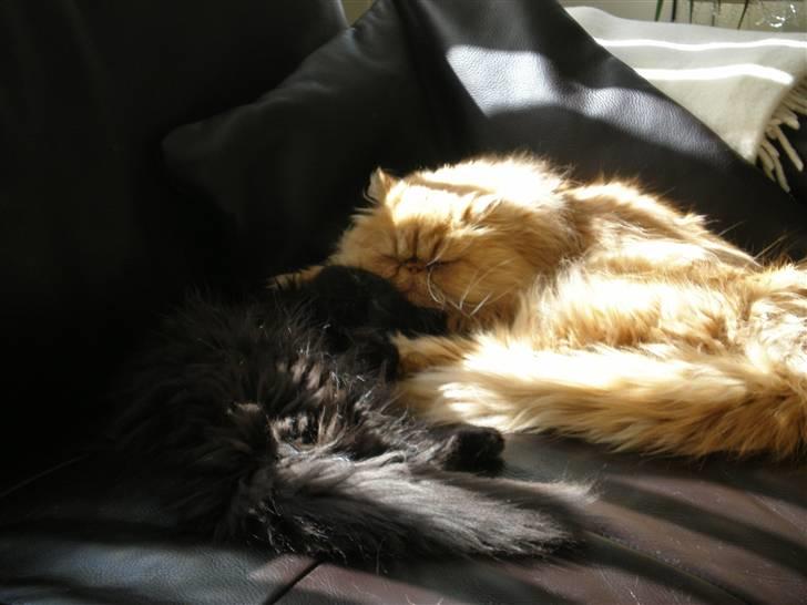 Perser Gizmoe billede 14