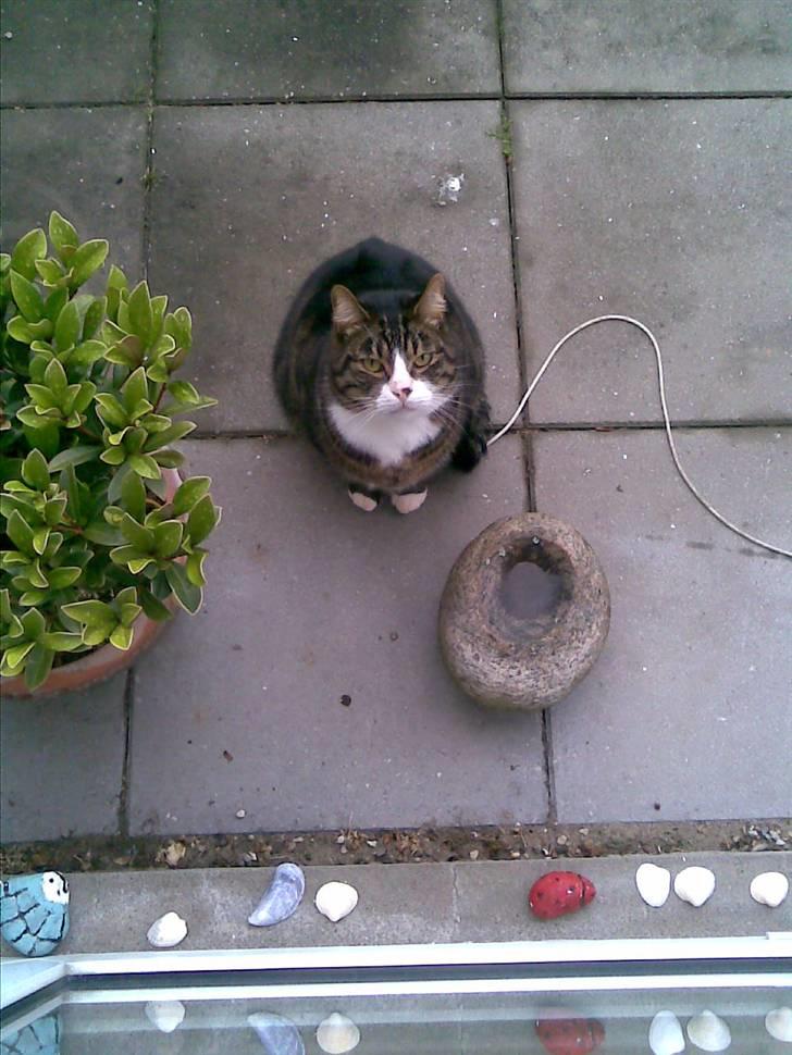 Huskat Stribe - "luk mig iiind" og egentlig vidste han godt han ikke kunne komme ind af vinduet billede 15