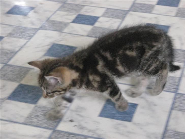 Huskat Skattepigen **I himlen**† billede 8