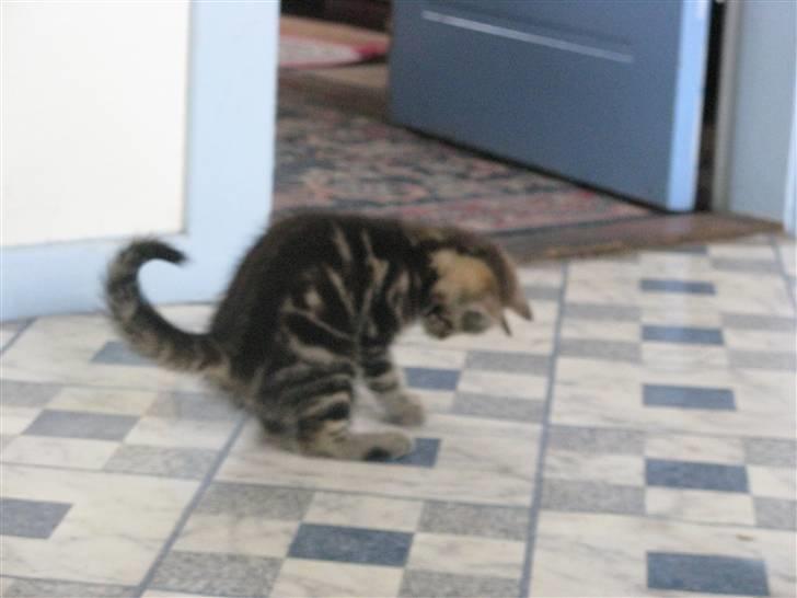 Huskat Skattepigen **I himlen**† billede 9