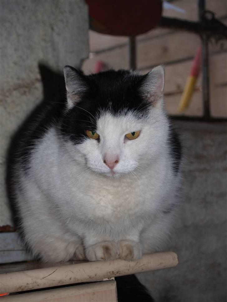 Huskat Flika - Heej :D Og velkommen til Flikas profil <3 billede 1