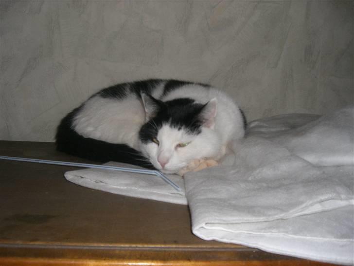 Huskat Flika - Vi tar lige en lur på skabet :) billede 2