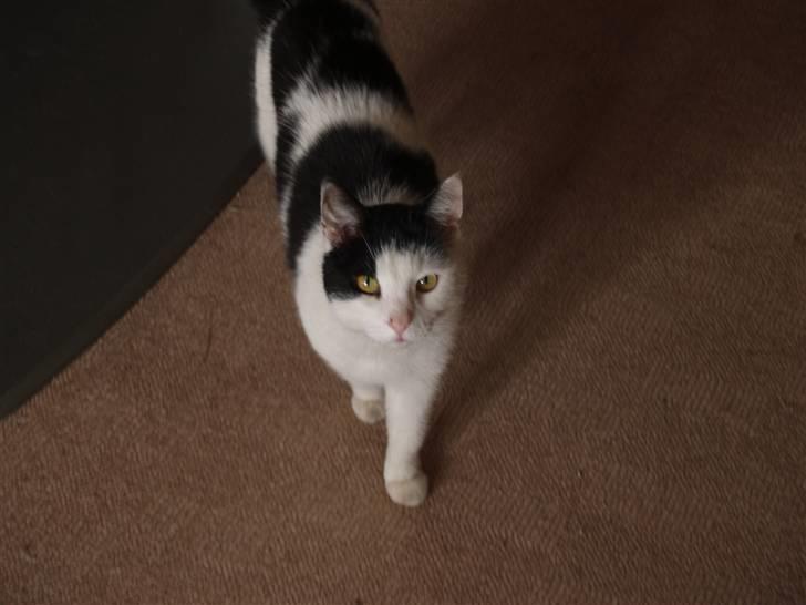 Huskat Flika - Kom så missemor :P billede 3