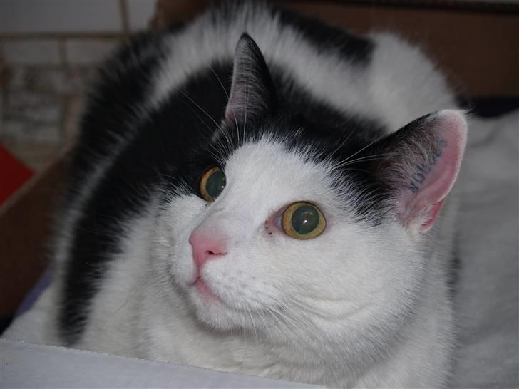 Huskat Flika - Heij Flika billede 4