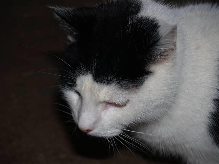 Huskat Flika - Fy Flika! Ned fra bordet! xD billede 5