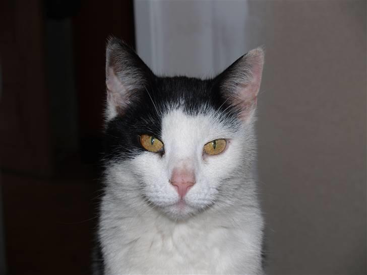 Huskat Flika - Hej flotte pii <3 billede 6