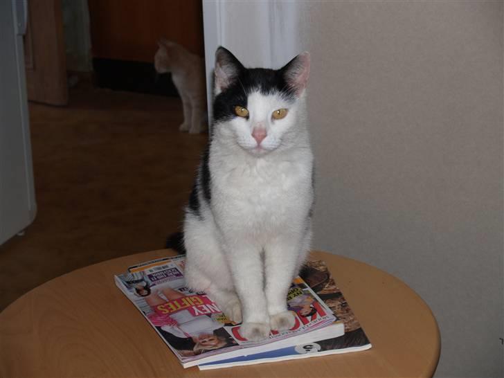 Huskat Flika - Smuk ? MEGET! billede 7