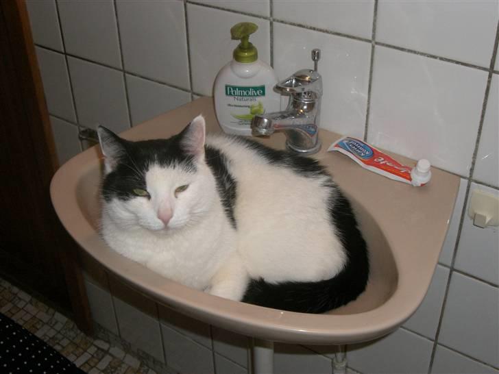 Huskat Flika - Haha Hva så fede? xD billede 8