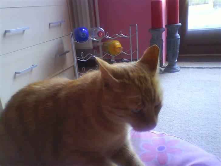 Huskat Jensen billede 3