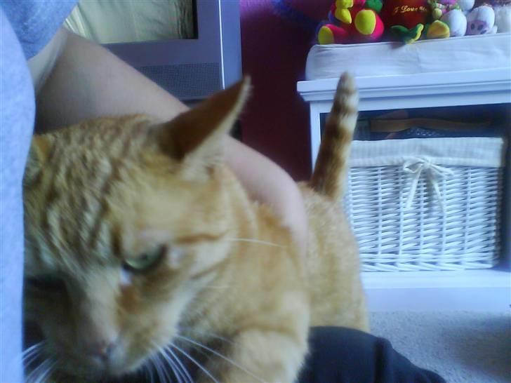 Huskat Jensen billede 4