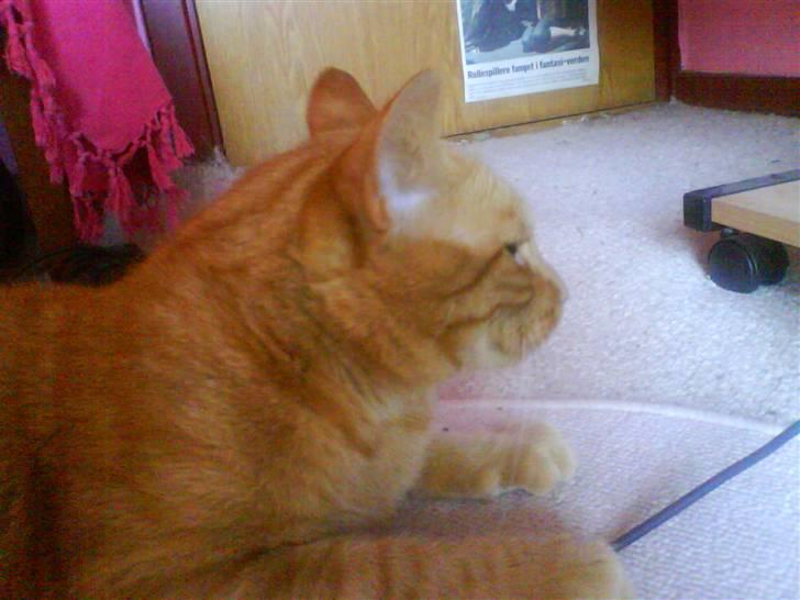 Huskat Jensen billede 5