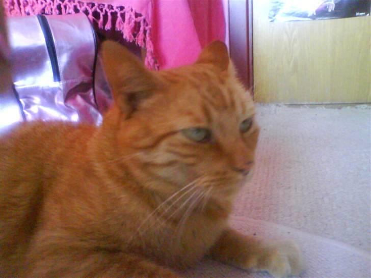 Huskat Jensen billede 6