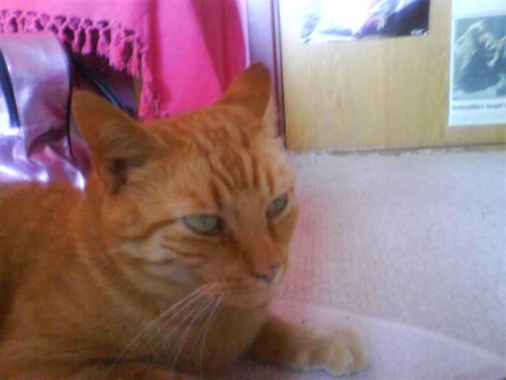 Huskat Jensen billede 7