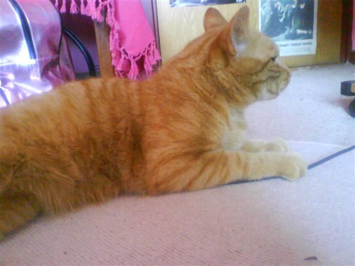 Huskat Jensen billede 8