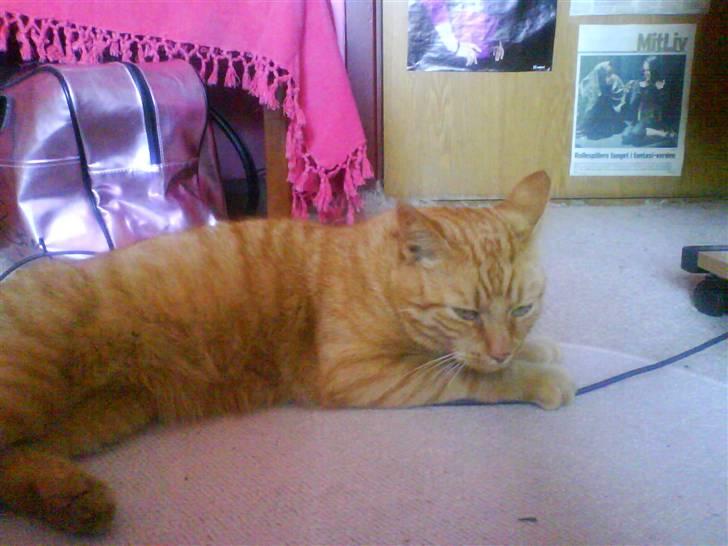 Huskat Jensen billede 9