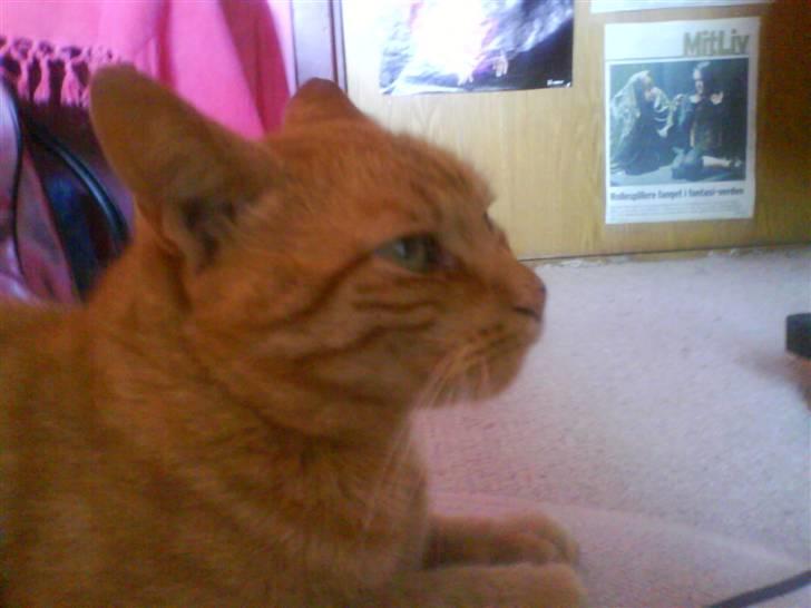 Huskat Jensen billede 10