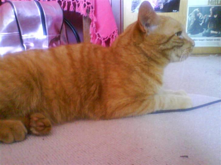 Huskat Jensen billede 11