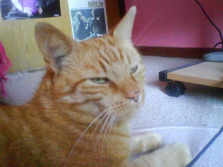 Huskat Jensen billede 12