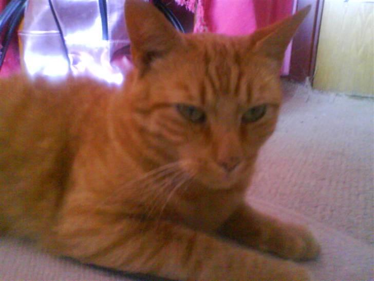 Huskat Jensen billede 13