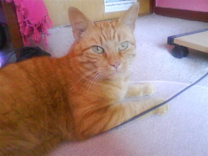 Huskat Jensen billede 14