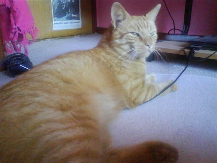 Huskat Jensen billede 15