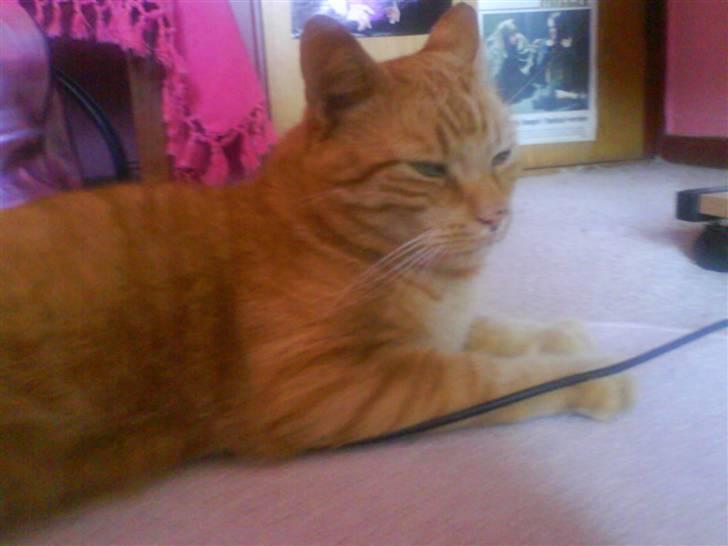 Huskat Jensen billede 16