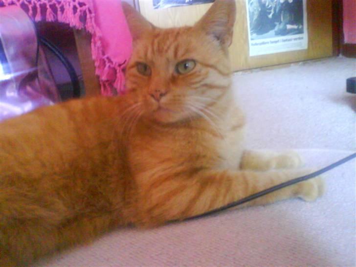 Huskat Jensen billede 17