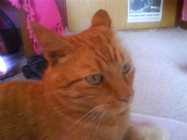 Huskat Jensen billede 18