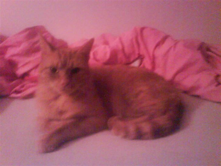 Huskat Jensen billede 19